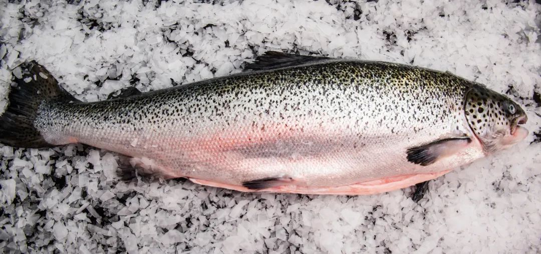 BioMar“2023年度智利十佳三文鱼养殖场”颁奖，，Australis载誉而归！！！！